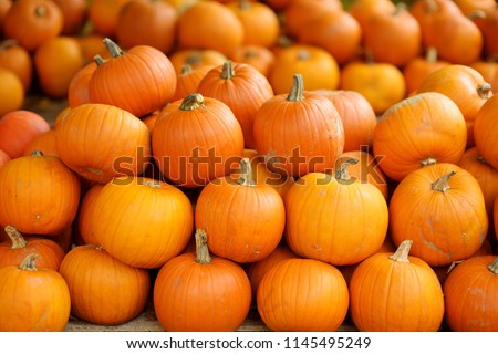 Decorative orange pumpkins on display at the farmers market in Germany. Orange ornamental pumpkins in sunlight. Harvesting and Thanksgiving concept.