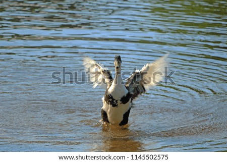 a goose waving its wings on the water
