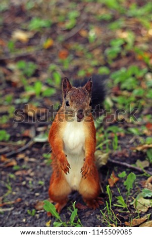 red-haired squirrel on green grass in the park