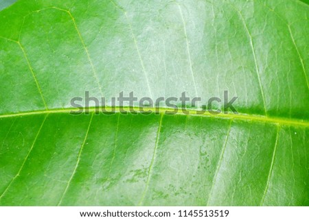 Background image used for graphic promotions,Concept of colorful patterns of leaves,Texture is a dominant layer.