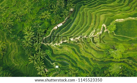 drone view of rice plantation in bali with path to walk around and palms Royalty-Free Stock Photo #1145523350