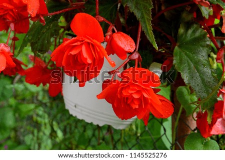 Begonia. Nice flowers in the garden in midsummer, in a sunny day. Green landscape