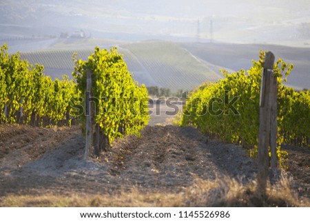 Vineyards in autumn sunset