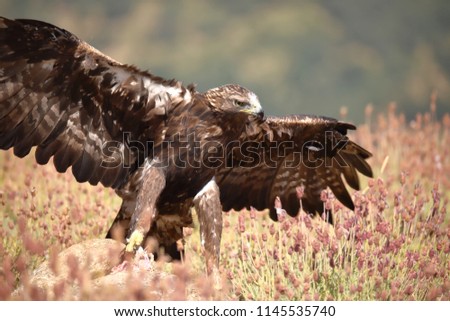 Golden eagle with open wings (Aquila chrysaetos)