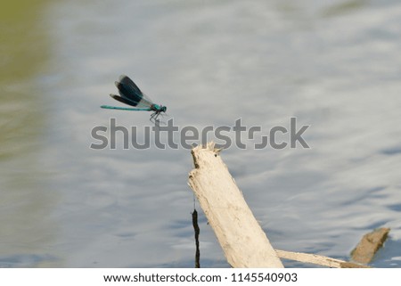 Dragonfly to land on the twig in water surface