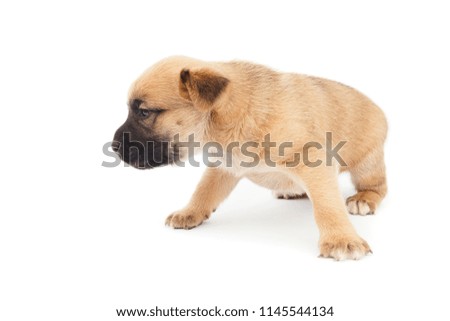 small baby dog or puppy standing up on white