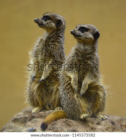 Meerkats posing in a rock.