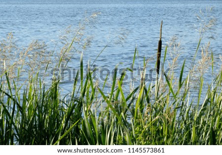 shore with reeds and cane on the background of water