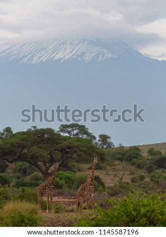The giraffes stands in the bushes. There are Mount Kilimanjaro on the background. These are good pictures of wildlife. Photos were taken on short distance and with excellent light.