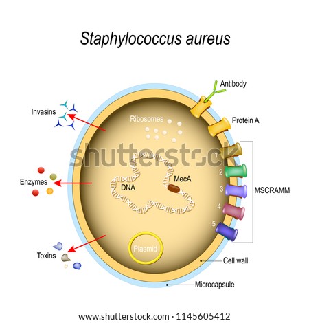 SUPER-ANTIGEN Stock Vector Images - Avopix.com