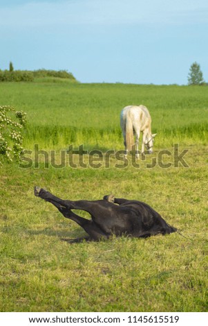 Horses graze on a green glade