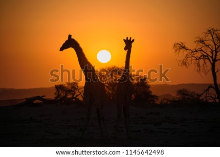 Giraffes side by side at sunset