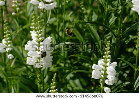 Bumblebee in flowers