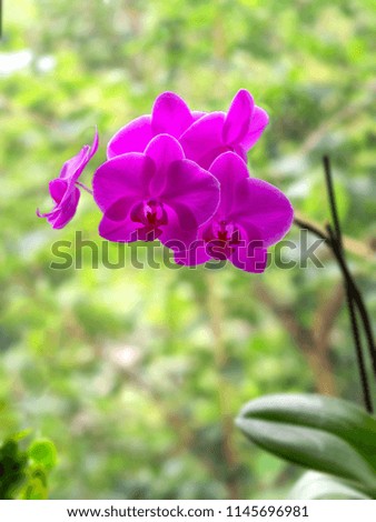Flowering pink phalaenopsis orchid on a background of green leaves