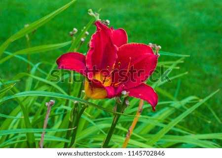 "Stella In Red" Daylily flowers against the green grass background. Beautiful color, true to the photo, blooms non-stop! I definitely would recommend hang this photography on the wall in your hallway!