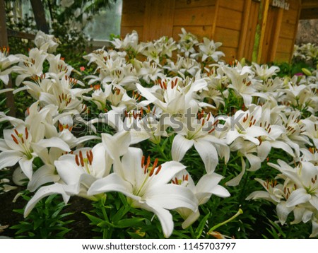 Amazing lily flowers keeping in the temperature control  house,Buriram ,Thailand.