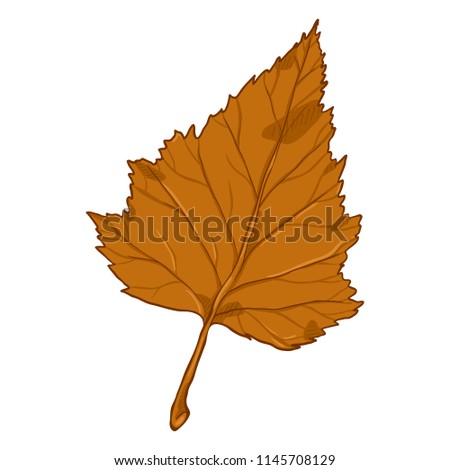 Vector Cartoon Illustration - Autumn Fallen Orange Leaf of Birch