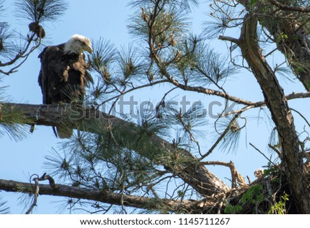 Eagle parent watches over young eaglet