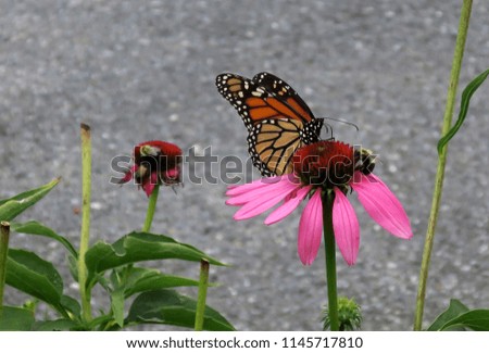 Monarch Butterfly and bee on sharing nectar from a Coneflower         