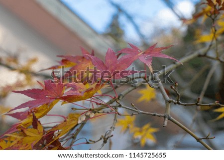 Autumn leaves maple