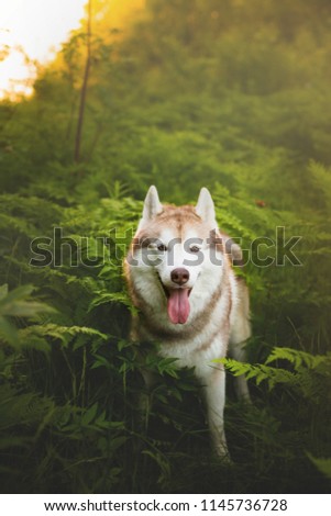 Portrait of siberian husky dog with brown eyes standing in green fern grass on sunset background and yellow sunny backlight.