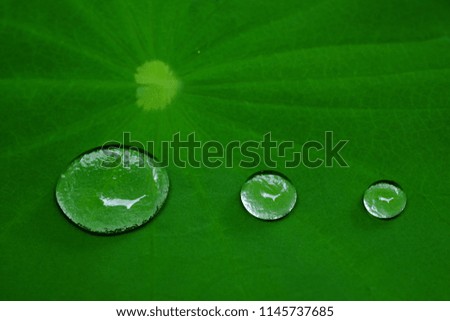 water drop on green lotus leaf