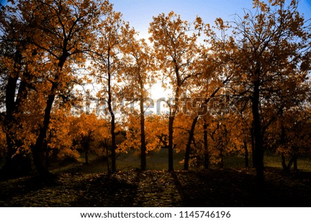 Autumn scenery of golden populous Forrest at Inner Mongolia