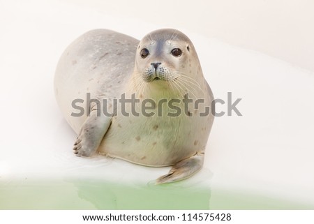 Cute young seal in basin. Resting and warming in the sun on the edge of the pool. Texel. Wadden island. Ecomare. The Netherlands.
