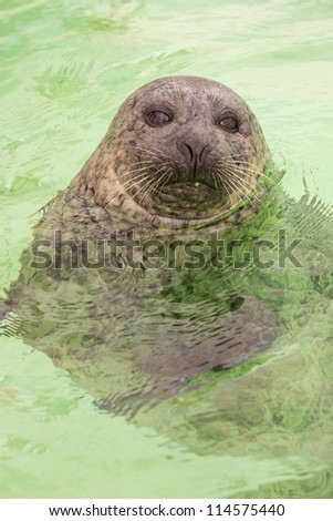 Cute seal in basin. Swimming and playing in water. Texel. Wadden island. Ecomare. The Netherlands.