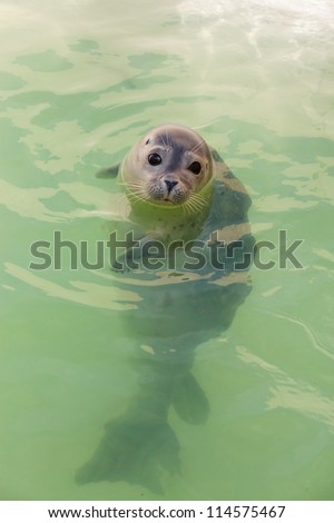 Cute young seal in basin. Swimming and playing in water. Texel. Wadden island. Ecomare. The Netherlands.