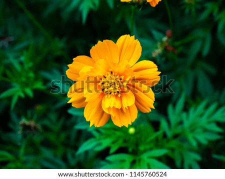 Orange Cosmos flowers bloom in a garden in Japan. These bright flowers are popular with Japanese gardeners and can be found throughout Japan