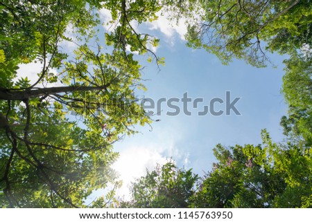 Green leaves frame with sky background and copy space for text Royalty-Free Stock Photo #1145763950