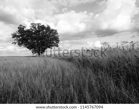 Lone oak tree on farmland