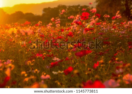 nature flowers background