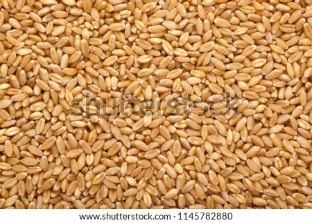 Wheat grain in a square bowl isolated on white background
