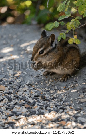 Beautiful Chipmunk Eating Seed