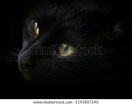 portrait of a black cat with green eyes close-up