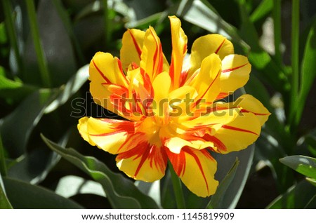 A picture of the yellow tulip 