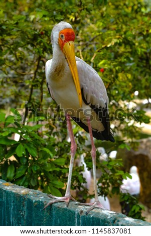 Close up view of The Yellow-billed stork (Mycteria ibis), sometimes also called the wood stork or wood ibis, is a large African wading stork species in the family Ciconiidae at Kuala Lumpur Birdpark, 