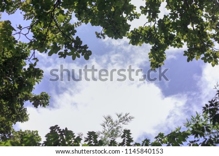 Tree and sky background