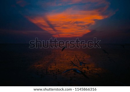 Silhouette of Seagulls fly in the sky and sea on Morning time - Bang Poo Thailand during sunset.