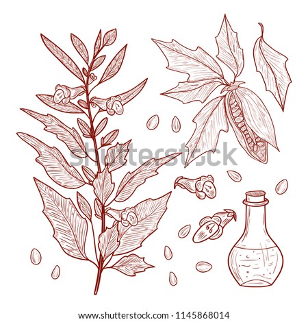 Sesame. Plant. Fetus. Seed. Leaves. Bottle. Sketch. Set. Monochrome