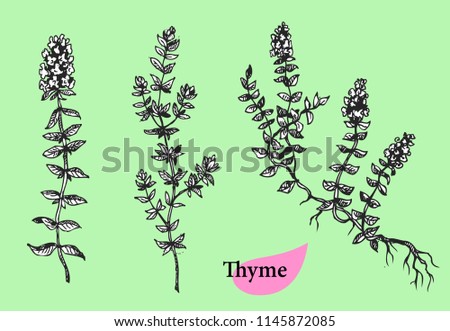 Thyme collection. Hand drawn thyme plant and leaves  Herbal vector illustration
