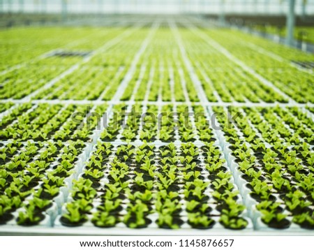 View of small pots with growing lush sprouts inside of agricultural complex 