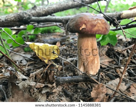 Boletus edulis mushroom growing in the forest.
Autumn Cep Mushrooms.
Porcini mushrooms.
White mushrooms.
Selective focus.