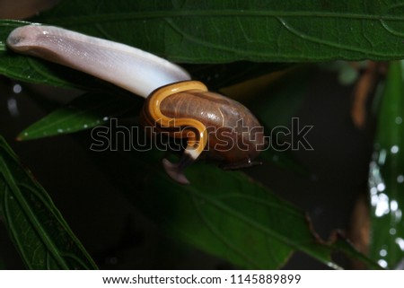 Hammerhead flatworm, land planarian (Bipalium sp.) and siamese common snail (Cryptozona siamensis) in habitat.