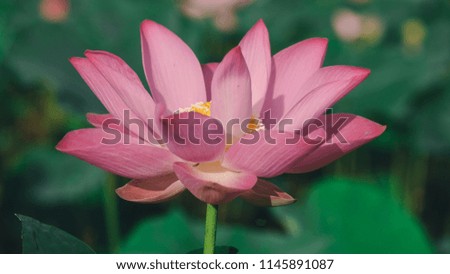 Macro photo of pink lotus flower. Close up photo of a beautiful pink lotus flower with copy space for text or advertising . The background is the pink lotus flowers and yellow lotus bud in a pond
