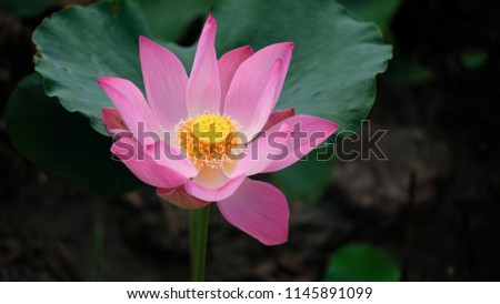 Macro photo of pink lotus flower. Close up photo of a beautiful pink lotus flower with copy space for text or advertising . The background is the pink lotus flowers and yellow lotus bud in a pond