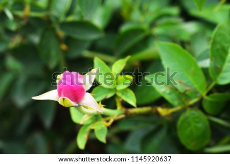 Awesome miniature  button rose bud in nature background, Panner rose bud royalty free stock images