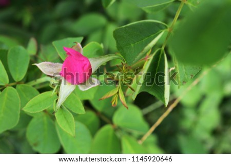 Awesome miniature  button rose bud in nature background, Panner rose bud royalty free stock images
